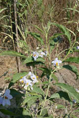Solanum bonariense