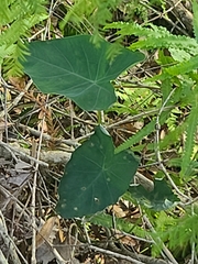 Colocasia