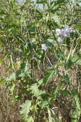 Solanum bonariense