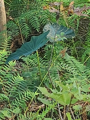 Colocasia