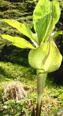 Arisaema macrospathum
