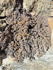 Petrophytum caespitosum