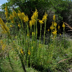 Solidago chilensis