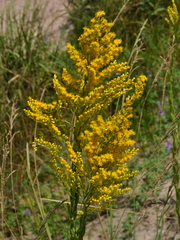 Solidago chilensis