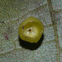 Caryomyia flaticrustum