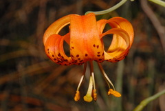 Lilium pardalinum shastense