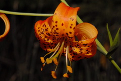 Lilium pardalinum shastense