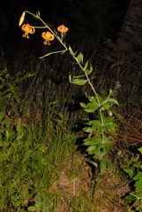 Lilium pardalinum shastense