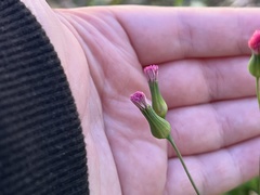 Emilia sonchifolia