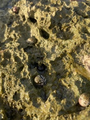 Nerita versicolor