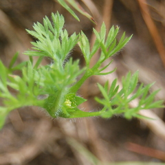 Soliva sessilis