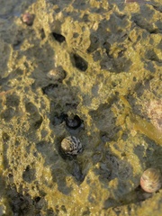 Nerita versicolor