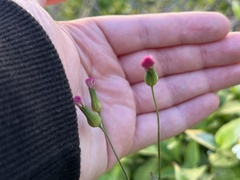Emilia sonchifolia