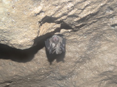 Rhinolophus pusillus