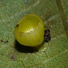 Caryomyia flaticrustum