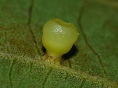 Caryomyia flaticrustum