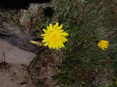 Microseris lanceolata