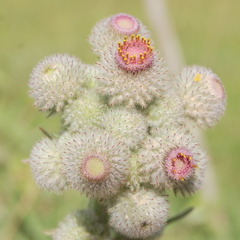Stenachaenium megapotamicum