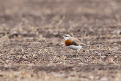 Charadrius asiaticus