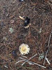 Coprinus comatus