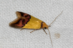 Hemibela oxyptera