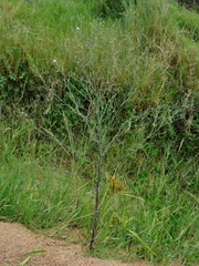Symphyotrichum subulatum squamatum
