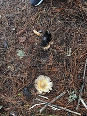 Coprinus comatus