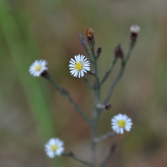 Symphyotrichum subulatum squamatum