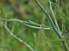 Symphyotrichum subulatum squamatum