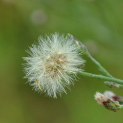 Symphyotrichum subulatum squamatum