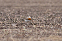 Charadrius asiaticus