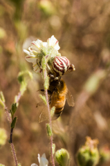 Mecaphesa schlingeri