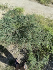 Indigofera suffruticosa