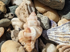 Chicoreus denudatus