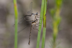 Archiargiolestes parvulus