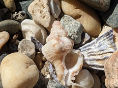 Chicoreus denudatus