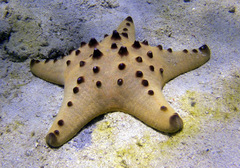 Protoreaster nodosus