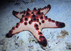 Protoreaster nodosus