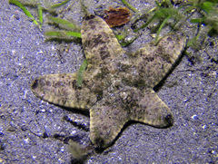 Protoreaster nodosus