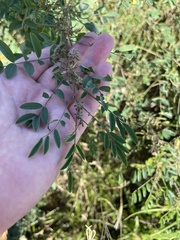 Indigofera suffruticosa