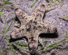 Protoreaster nodosus