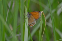 Coenonympha glycerion