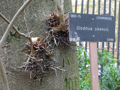 Gleditsia sinensis