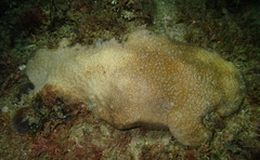 Coscinaraea mcneilli