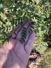 Indigofera suffruticosa