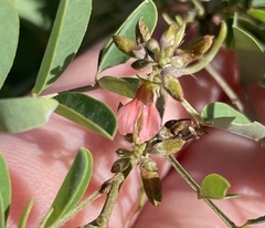 Indigofera suffruticosa
