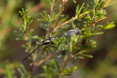 Archiargiolestes parvulus