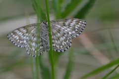 Scopula immorata