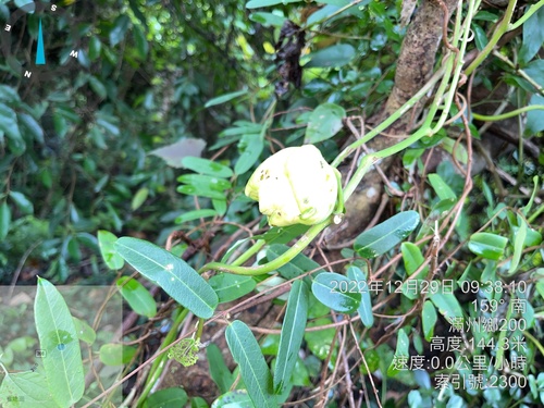 Stictocardia tiliifolia iNat (1)