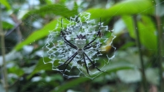 Argiope submaronica